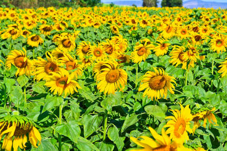 Sunflower at Lopburi in Thailandの写真素材