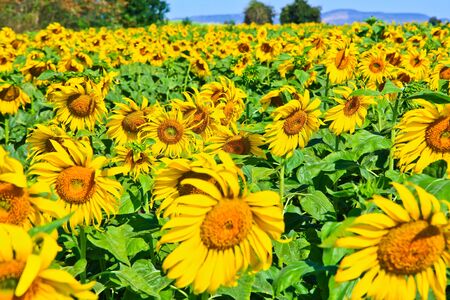 Sunflower at Lopburi in Thailandの写真素材