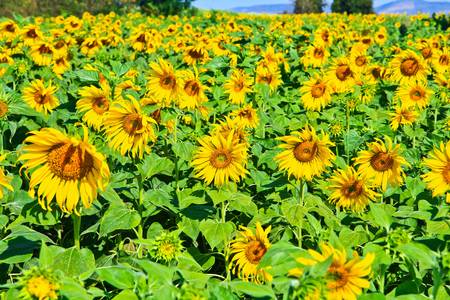 Sunflower at Lopburi in Thailandの写真素材