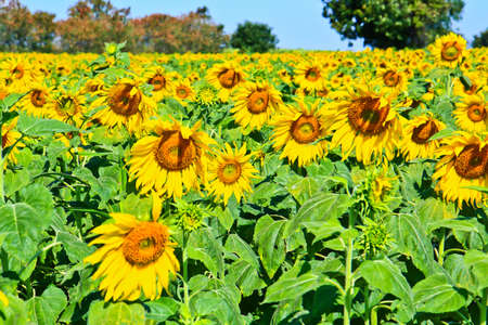 Sunflower at Lopburi in Thailandの写真素材