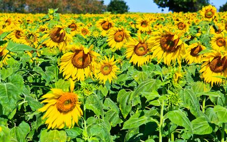 Sunflower at Lopburi in Thailandの写真素材