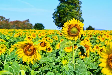 Sunflower at Lopburi in Thailandの写真素材