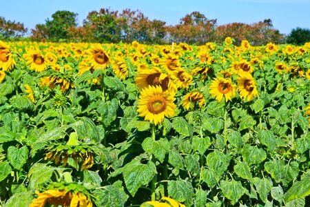 Sunflower at Lopburi in Thailandの写真素材