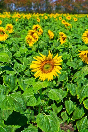 Sunflower at Lopburi in Thailandの写真素材