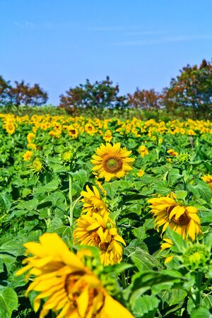 Sunflower at Lopburi in Thailandの写真素材