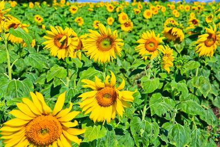Sunflower at Lopburi in Thailandの写真素材