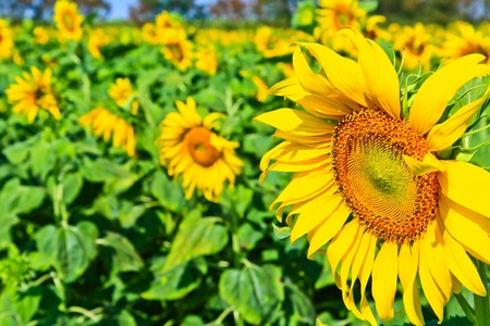 Sunflower at Lopburi in Thailandの写真素材