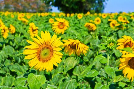 Sunflower at Lopburi in Thailandの写真素材