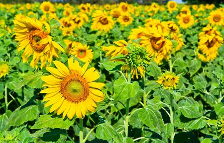Sunflower at Lopburi in Thailandの写真素材