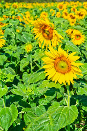 Sunflower at Lopburi in Thailandの写真素材