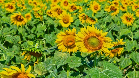 Sunflower at Lopburi in Thailandの写真素材