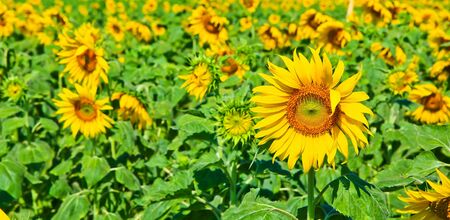 Sunflower at Lopburi in Thailandの写真素材