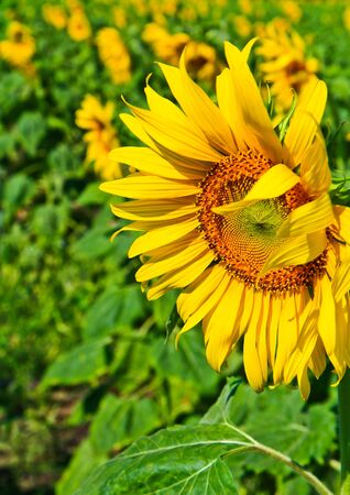 Sunflower at Lopburi in Thailandの写真素材