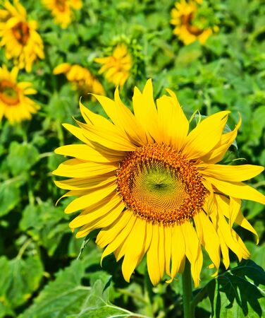 Sunflower at Lopburi in Thailandの写真素材