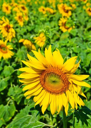 Sunflower at Lopburi in Thailandの写真素材