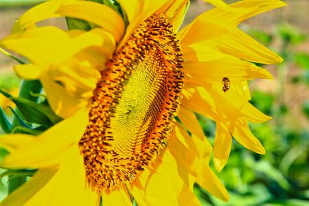 Sunflower at Lopburi in Thailandの写真素材