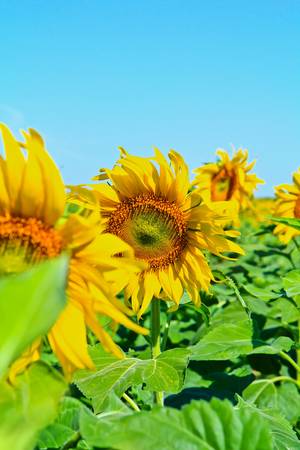 Sunflower at Lopburi in Thailandの写真素材