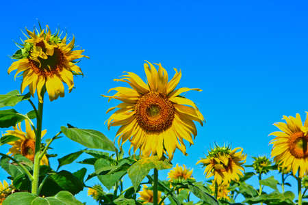 Sunflower at Lopburi in Thailandの写真素材