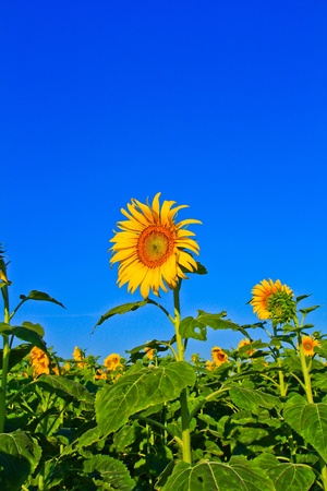 Sunflower at Lopburi in Thailandの写真素材