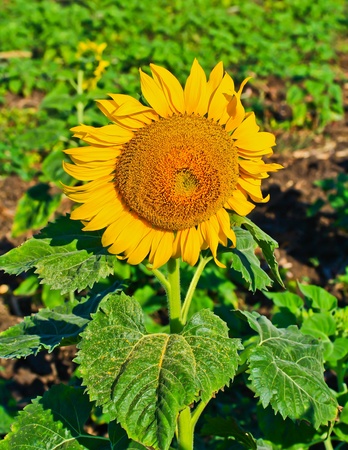 Sunflower at Lopburi in Thailandの写真素材