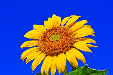 Sunflower at Lopburi in Thailandの写真素材