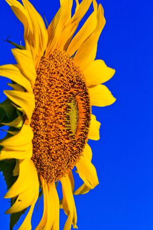 Sunflower at Lopburi in Thailandの写真素材