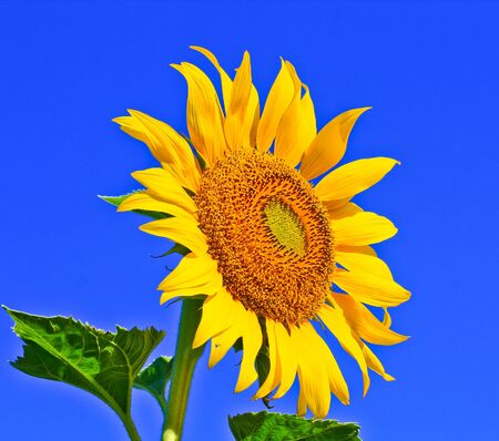 Sunflower at Lopburi in Thailandの写真素材
