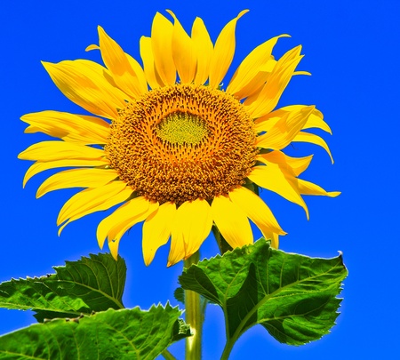 Sunflower at Lopburi in Thailandの写真素材