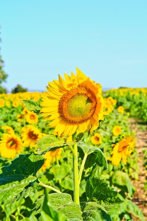 Sunflower at Lopburi in Thailandの写真素材