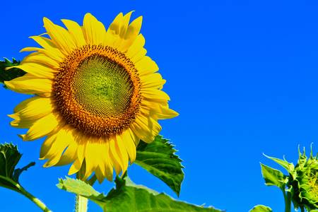 Sunflower at Lopburi in Thailandの写真素材