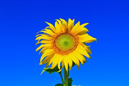 Sunflower at Lopburi in Thailandの写真素材
