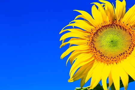 Sunflower at Lopburi in Thailandの写真素材