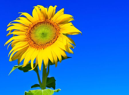 Sunflower at Lopburi in Thailandの写真素材
