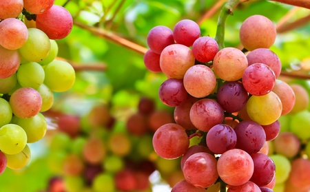 Grapeの写真素材