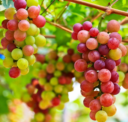 Grapeの写真素材