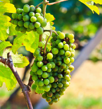 Grape