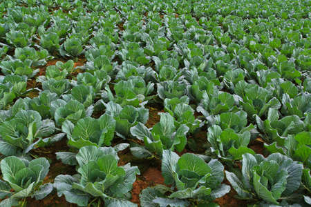 Vegetable at Phetchabun in Thailand