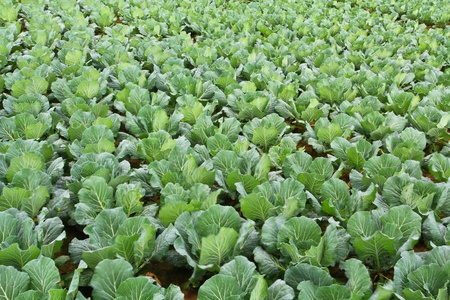 Vegetable at Phetchabun in Thailandの写真素材
