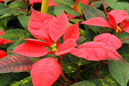 Flower at the gardenの写真素材