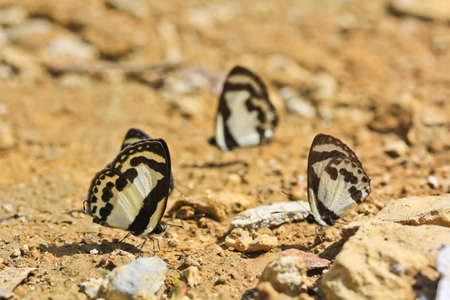Butterflyの写真素材