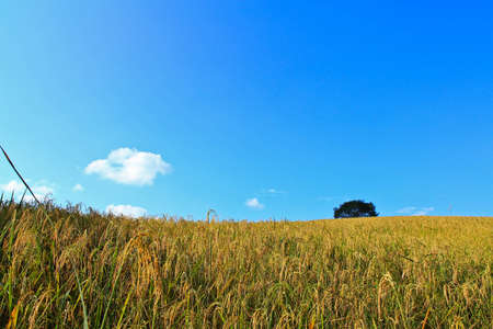 Grass