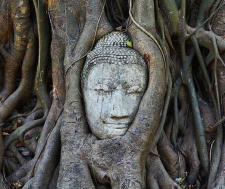 Buddha s head at the root
