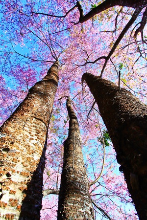 Cherry blossoms sakuraの写真素材