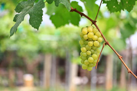 Grape