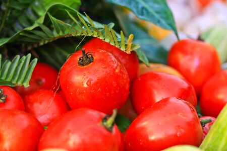 Tomatoの写真素材