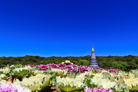 Pagoda Doi Inthanon in thailand