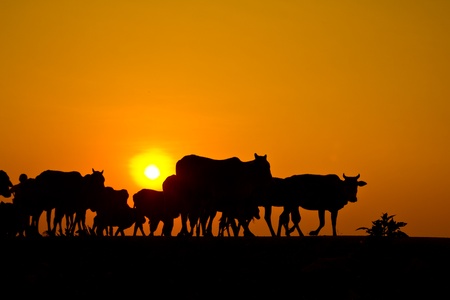 sunset countryside thailandの写真素材