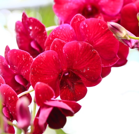 beautiful  orchidの写真素材