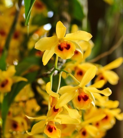 beautiful  orchidの写真素材