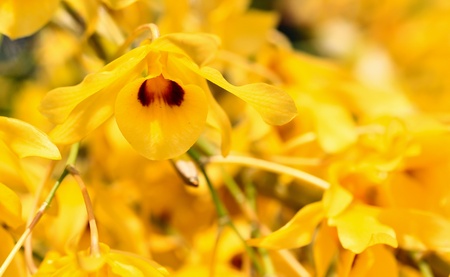 beautiful  orchidの写真素材